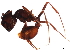  (Pogonomyrmex rugosus - 10BBUFO-0002)  @14 [ ] CreativeCommons - Attribution (2010) CBG Photography Group Centre for Biodiversity Genomics