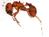  (Pogonomyrmex barbatus - 10BBUFO-0021)  @14 [ ] CreativeCommons - Attribution (2010) CBG Photography Group Centre for Biodiversity Genomics