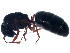  ( - 10BBCFO-0001)  @11 [ ] CreativeCommons - Attribution (2010) CBG Photography Group Centre for Biodiversity Genomics