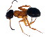  ( - 10BBCFO-0016)  @13 [ ] CreativeCommons - Attribution (2010) CBG Photography Group Centre for Biodiversity Genomics