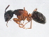  ( - 10BBCFO-0134)  @11 [ ] CreativeCommons - Attribution (2010) CBG Photography Group Centre for Biodiversity Genomics