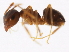  ( - 10BBCFO-0343)  @13 [ ] CreativeCommons - Attribution (2010) CBG Photography Group Centre for Biodiversity Genomics
