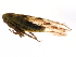 ( - 10BBCHEM-1106)  @13 [ ] CreativeCommons - Attribution (2011) CBG Photography Group Centre for Biodiversity Genomics
