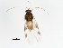  (Orthotylus nyctalis - 10BBCHEM-1152)  @13 [ ] CreativeCommons - Attribution (2011) CBG Photography Group Centre for Biodiversity Genomics