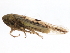  ( - 10BBCHEM-1165)  @13 [ ] CreativeCommons - Attribution (2011) CBG Photography Group Centre for Biodiversity Genomics
