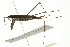  ( - 10BBCHEM-1251)  @13 [ ] CreativeCommons - Attribution (2010) CBG Photography Group Centre for Biodiversity Genomics