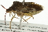  ( - 10BBCHEM-1277)  @14 [ ] CreativeCommons - Attribution (2010) CBG Photography Group Centre for Biodiversity Genomics