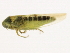  ( - 10BBCHEM-0067)  @13 [ ] CreativeCommons - Attribution (2010) CBG Photography Group Centre for Biodiversity Genomics