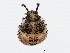  ( - 10BBCHEM-0339)  @13 [ ] CreativeCommons - Attribution (2010) CBG Photography Group Centre for Biodiversity Genomics