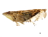  (Scaphytopius acutus - 10BBCHEM-0347)  @14 [ ] CreativeCommons - Attribution (2010) CBG Photography Group Centre for Biodiversity Genomics
