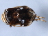  ( - 10BBCHEM-0452)  @12 [ ] CreativeCommons - Attribution (2010) CBG Photography Group Centre for Biodiversity Genomics