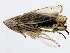  ( - 10BBCHEM-0579)  @13 [ ] CreativeCommons - Attribution (2010) CBG Photography Group Centre for Biodiversity Genomics
