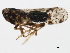  (Cixius nervosus - 10BBCHEM-0610)  @14 [ ] CreativeCommons - Attribution (2010) CBG Photography Group Centre for Biodiversity Genomics