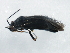  ( - 10BBCHEM-0642)  @13 [ ] CreativeCommons - Attribution (2010) CBG Photography Group Centre for Biodiversity Genomics