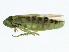  ( - 10BBCHEM-0876)  @13 [ ] CreativeCommons - Attribution (2010) CBG Photography Group Centre for Biodiversity Genomics