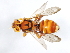  (Nomada sp1-1841 - 09BBEHY-0223)  @14 [ ] CreativeCommons - Attribution (2009) Unspecified Centre for Biodiversity Genomics