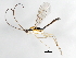  (Neliopisthus - 09BBEHY-0268)  @14 [ ] CreativeCommons - Attribution (2009) Unspecified Centre for Biodiversity Genomics