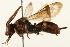  ( - 09BBEHY-0298)  @13 [ ] CreativeCommons - Attribution (2010) Unspecified Centre for Biodiversity Genomics