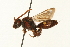  ( - 09BBEHY-0096)  @13 [ ] CreativeCommons - Attribution (2009) Unspecified Centre for Biodiversity Genomics