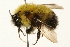  ( - 09BBEHY-0147)  @13 [ ] CreativeCommons - Attribution (2009) Unspecified Centre for Biodiversity Genomics