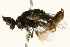  ( - 09BBEHY-0487)  @12 [ ] CreativeCommons - Attribution (2010) Unspecified Centre for Biodiversity Genomics