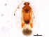  (Ceratocapsus apicatus - 09BBHEM-0914)  @13 [ ] CreativeCommons - Attribution (2010) CBG Photography Group Centre for Biodiversity Genomics