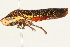  (Paraulacizes - 09BBHEM-0282)  @14 [ ] CreativeCommons - Attribution (2009) Unspecified Centre for Biodiversity Genomics