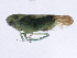  ( - BIOUG01236-C10)  @12 [ ] CreativeCommons - Attribution (2012) CBG Photography Group Centre for Biodiversity Genomics