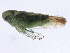  ( - BIOUG01236-C12)  @13 [ ] CreativeCommons - Attribution (2012) CBG Photography Group Centre for Biodiversity Genomics