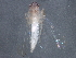  ( - BIOUG01921-G08)  @12 [ ] CreativeCommons - Attribution (2012) CBG Photography Group Centre for Biodiversity Genomics