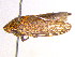  ( - BIOUG02202-F02)  @13 [ ] CreativeCommons - Attribution (2013) CBG Photography Group Centre for Biodiversity Genomics