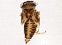  ( - BIOUG02286-F11)  @12 [ ] CreativeCommons - Attribution (2012) CBG Photography Group Centre for Biodiversity Genomics