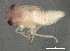  ( - BIOUG02286-G01)  @12 [ ] CreativeCommons - Attribution (2012) CBG Photography Group Centre for Biodiversity Genomics
