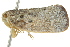  ( - BIOUG02097-F03)  @14 [ ] CreativeCommons - Attribution (2012) CBG Photography Group Centre for Biodiversity Genomics