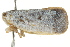  ( - BIOUG02097-F05)  @13 [ ] CreativeCommons - Attribution (2012) CBG Photography Group Centre for Biodiversity Genomics