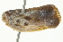  (Metcalfa - BIOUG02097-H01)  @14 [ ] CreativeCommons - Attribution (2012) CBG Photography Group Centre for Biodiversity Genomics