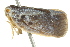  ( - BIOUG02097-H04)  @13 [ ] CreativeCommons - Attribution (2012) CBG Photography Group Centre for Biodiversity Genomics