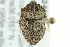  ( - BIOUG02409-G07)  @13 [ ] CreativeCommons - Attribution (2013) CBG Photography Group Centre for Biodiversity Genomics