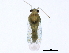  (Orthotylus coagulatus - BIOUG01236-C03)  @14 [ ] CreativeCommons - Attribution (2012) CBG Photography Group Centre for Biodiversity Genomics