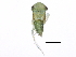  ( - BIOUG01236-C08)  @13 [ ] CreativeCommons - Attribution (2012) CBG Photography Group Centre for Biodiversity Genomics