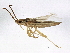  (Mecidea - BIOUG02053-D03)  @15 [ ] CreativeCommons - Attribution (2012) CBG Photography Group Centre for Biodiversity Genomics