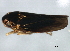  ( - BIOUG02053-G09)  @13 [ ] CreativeCommons - Attribution (2012) CBG Photography Group Centre for Biodiversity Genomics