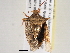  ( - BIOUG02209-F10)  @13 [ ] CreativeCommons - Attribution (2013) CBG Photography Group Centre for Biodiversity Genomics