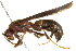 (Polistes annularis - BIOUG02463-H03)  @14 [ ] CreativeCommons - Attribution (2013) CBG Photography Group Centre for Biodiversity Genomics