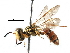  ( - BIOUG02477-E07)  @14 [ ] CreativeCommons - Attribution (2016) CBG Photography Group Centre for Biodiversity Genomics