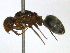  ( - BIOUG02481-H04)  @13 [ ] CreativeCommons - Attribution (2013) CBG Photography Group Centre for Biodiversity Genomics