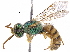  ( - BIOUG02484-E07)  @15 [ ] CreativeCommons - Attribution (2018) CBG Photography Group Centre for Biodiversity Genomics