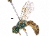  ( - BIOUG02484-E10)  @15 [ ] CreativeCommons - Attribution (2018) CBG Photography Group Centre for Biodiversity Genomics