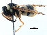  ( - BIOUG02486-D08)  @13 [ ] CreativeCommons - Attribution (2016) CBG Photography Group Centre for Biodiversity Genomics