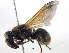  ( - BIOUG02487-B01)  @13 [ ] CreativeCommons - Attribution (2013) CBG Photography Group Centre for Biodiversity Genomics